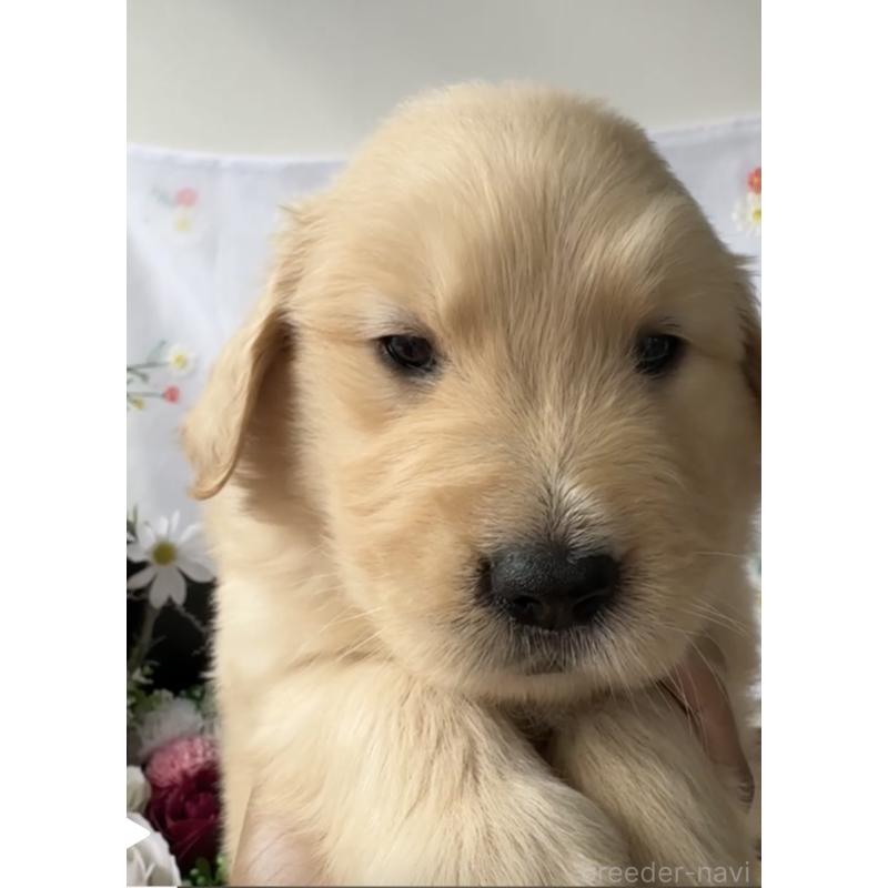 販売中の福岡県のゴールデンレトリーバー-427336の3枚目