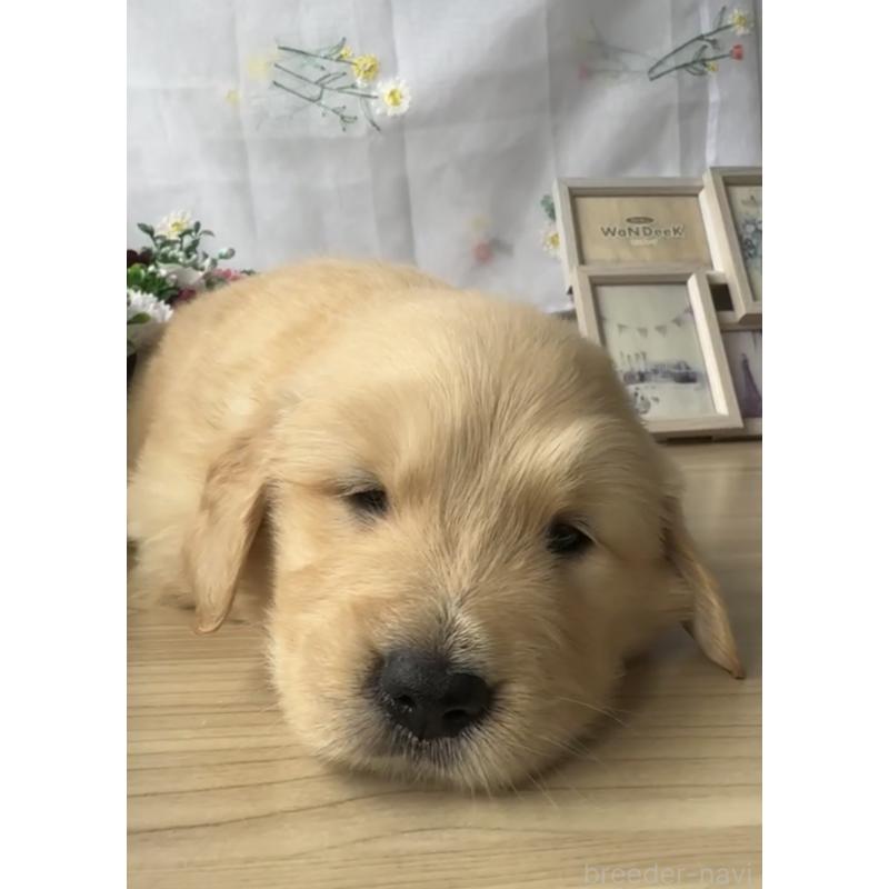 販売中の福岡県のゴールデンレトリーバー-427336の2枚目