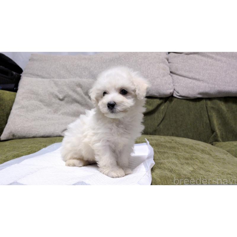 販売中の茨城県のビションフリーゼ-427337の10枚目