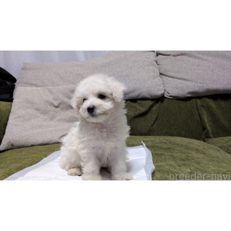 販売中の茨城県のビションフリーゼ-427337の9枚目