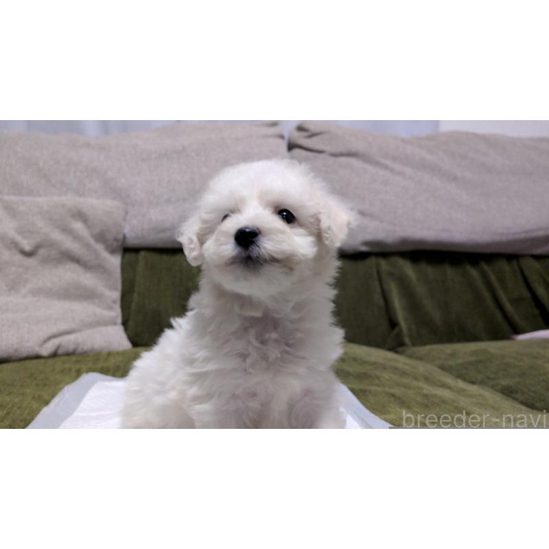 販売中の茨城県のビションフリーゼ-427337の8枚目