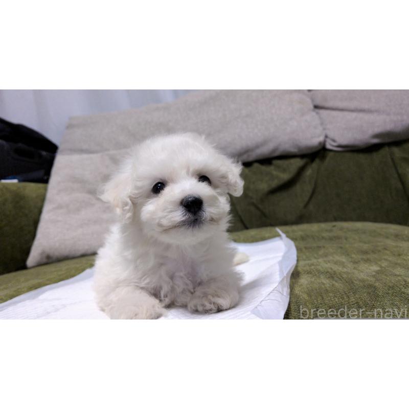 販売中の茨城県のビションフリーゼ-427337の7枚目