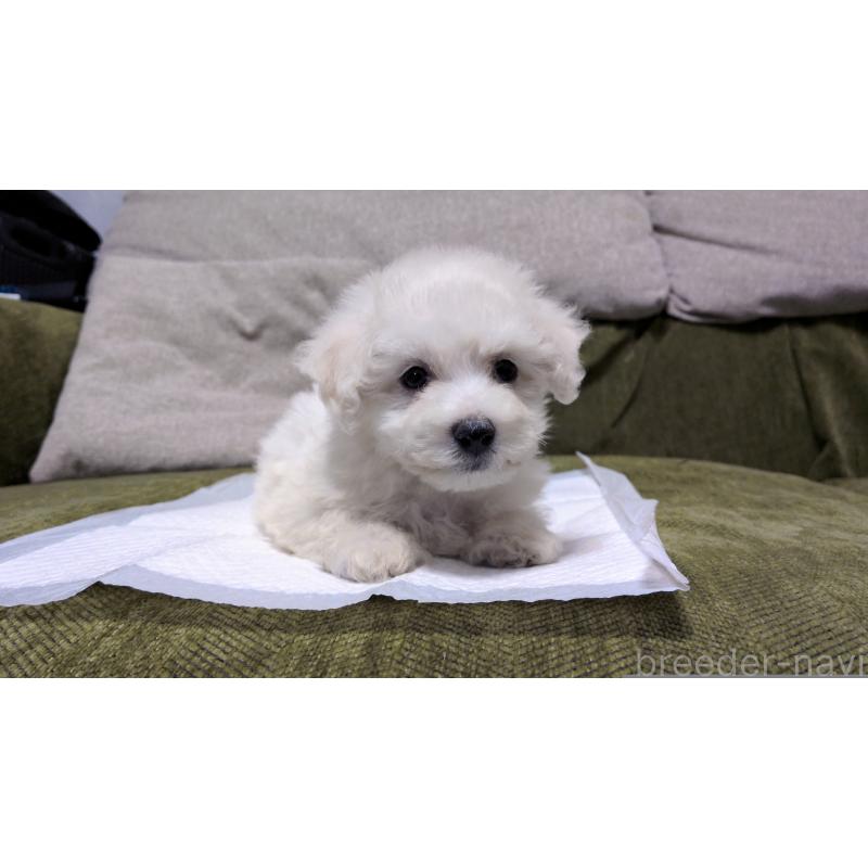 販売中の茨城県のビションフリーゼ-427337の6枚目