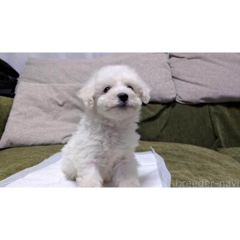 販売中の茨城県のビションフリーゼ-427337の5枚目