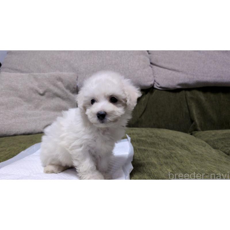 販売中の茨城県のビションフリーゼ-427337の4枚目