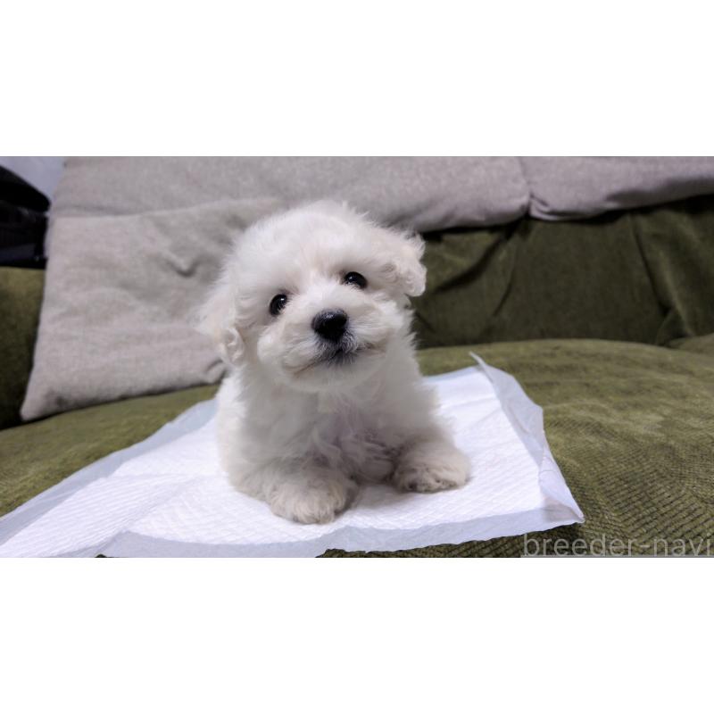 販売中の茨城県のビションフリーゼ-427337の3枚目