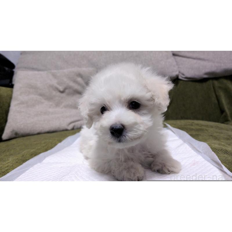 販売中の茨城県のビションフリーゼ-427337の2枚目