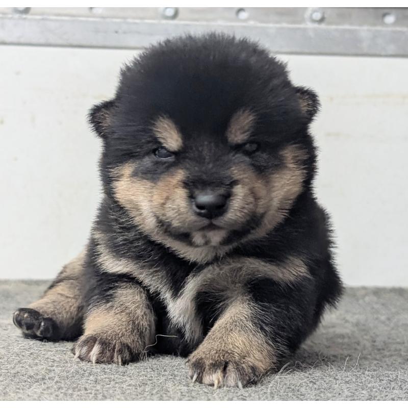 販売中の千葉県の豆柴-427498の6枚目