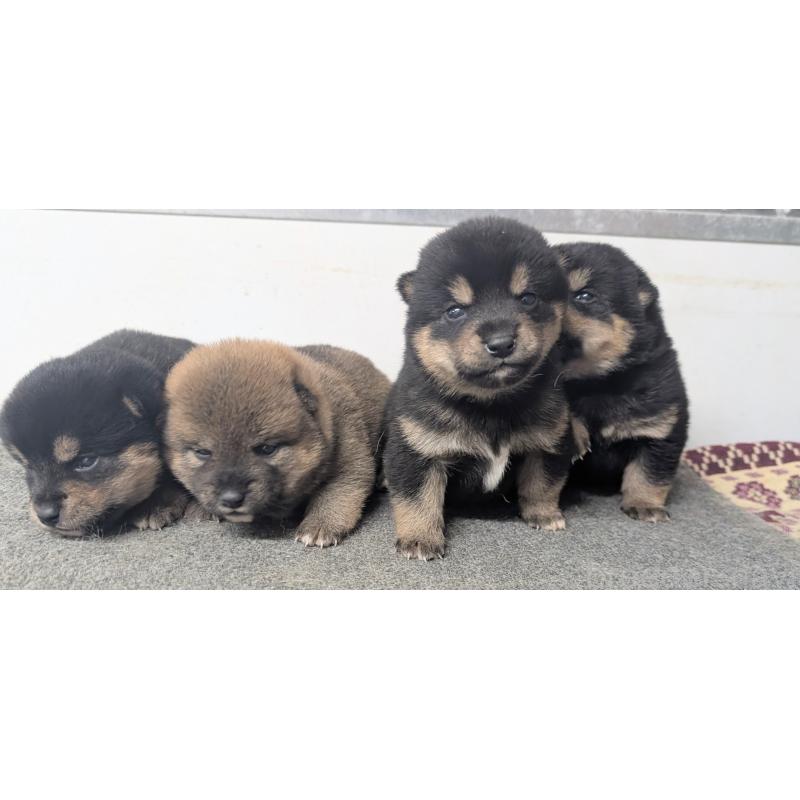 販売中の千葉県の豆柴-427498の4枚目