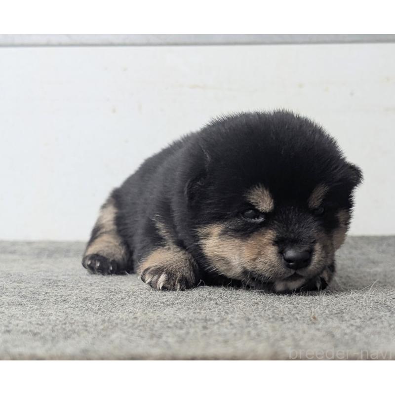 販売中の千葉県の豆柴-427386の4枚目