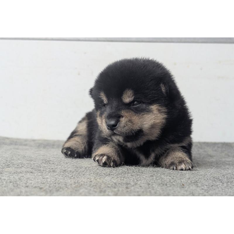 販売中の千葉県の豆柴-427386の3枚目