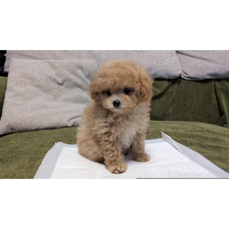 販売中の茨城県のティーカッププードル-427338の15枚目