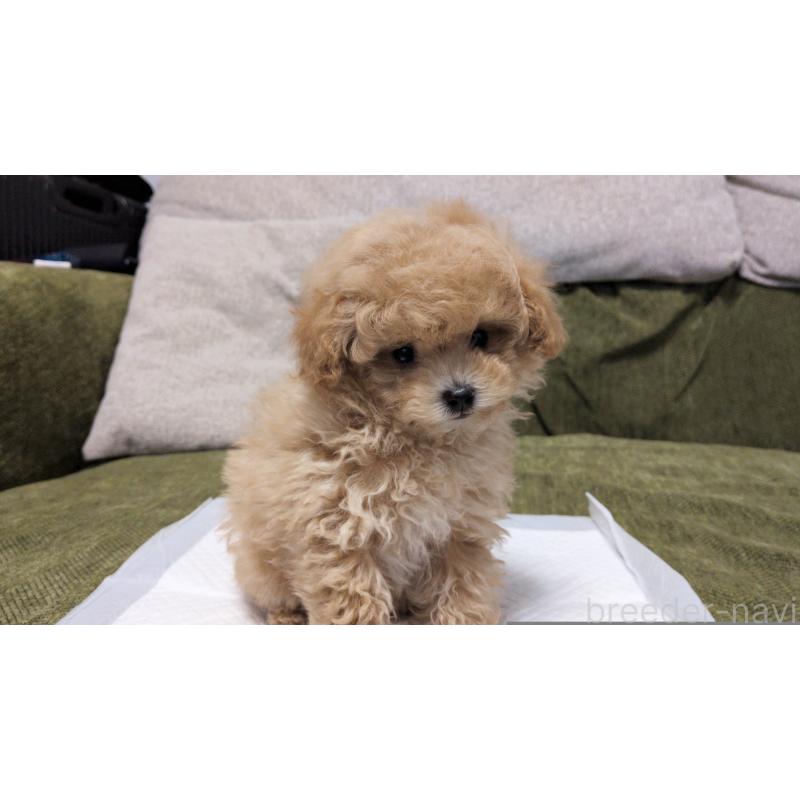 販売中の茨城県のティーカッププードル-427338の14枚目