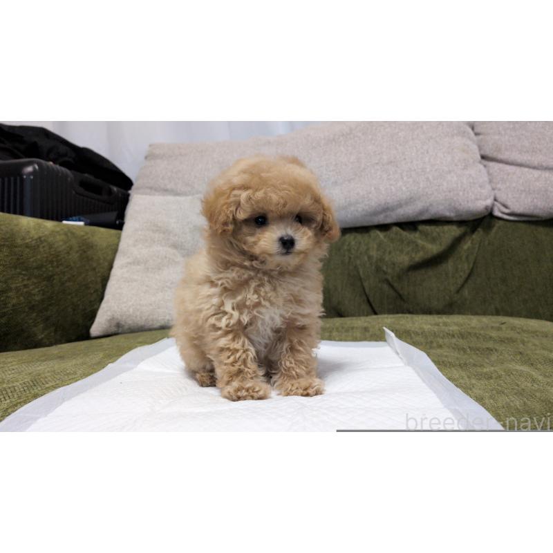 販売中の茨城県のティーカッププードル-427338の13枚目