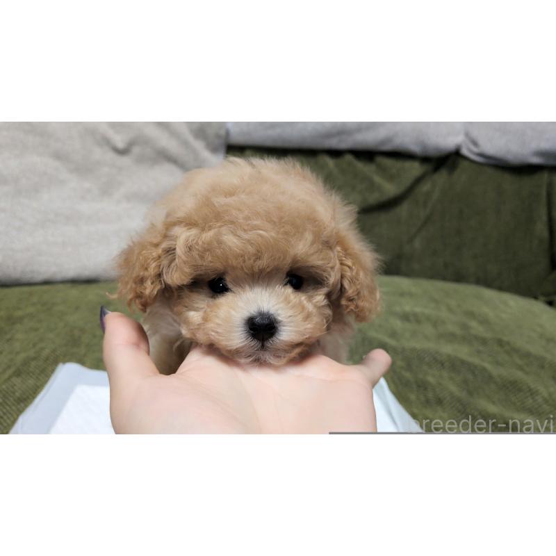 販売中の茨城県のティーカッププードル-427338の12枚目