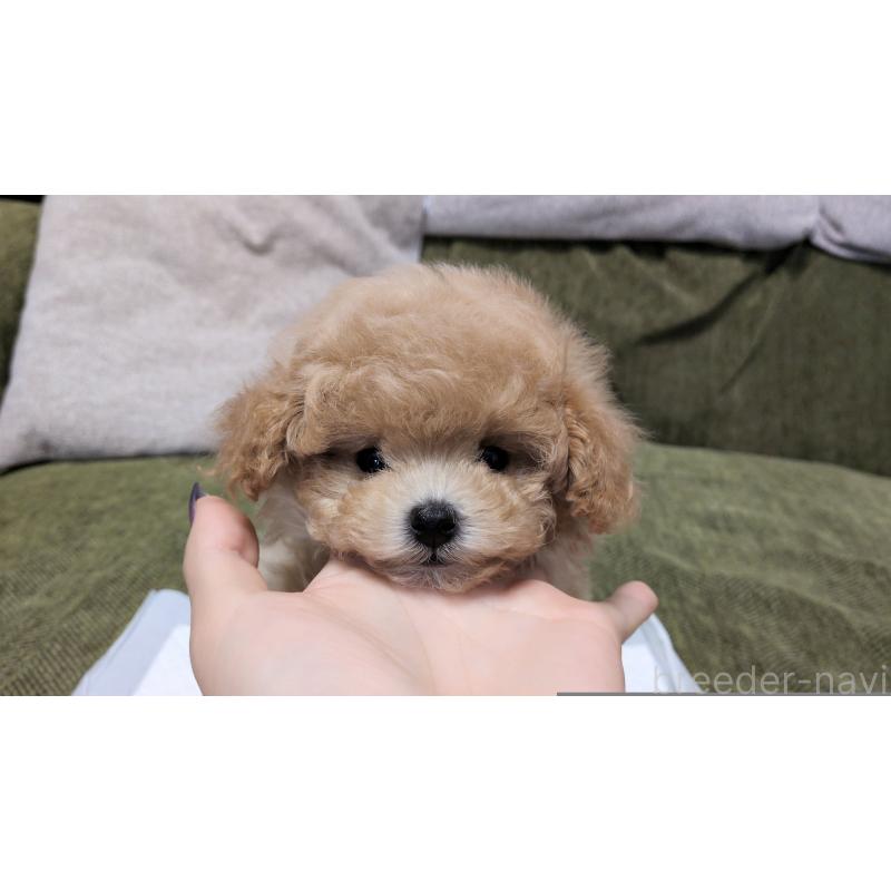 販売中の茨城県のティーカッププードル-427338の11枚目