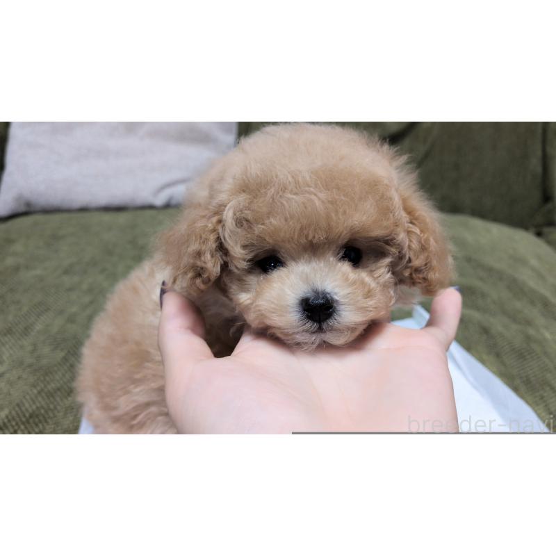 販売中の茨城県のティーカッププードル-427338の10枚目