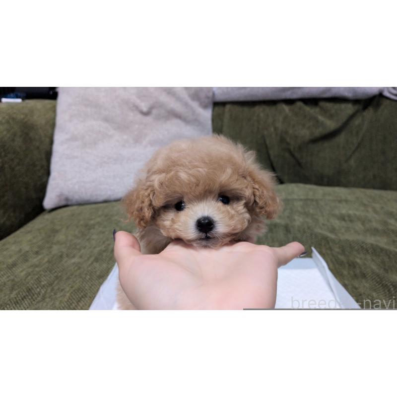 販売中の茨城県のティーカッププードル-427338の9枚目