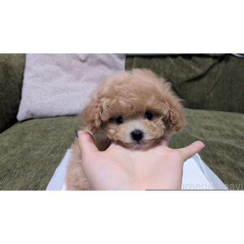 販売中の茨城県のティーカッププードル-427338の8枚目