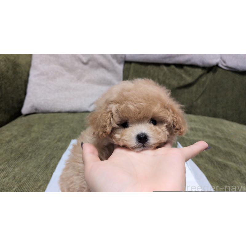 販売中の茨城県のティーカッププードル-427338の7枚目