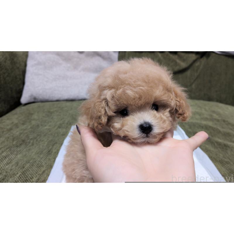 販売中の茨城県のティーカッププードル-427338の6枚目