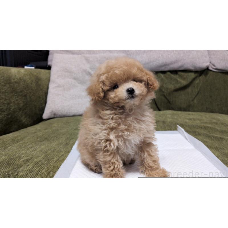 販売中の茨城県のティーカッププードル-427338の5枚目