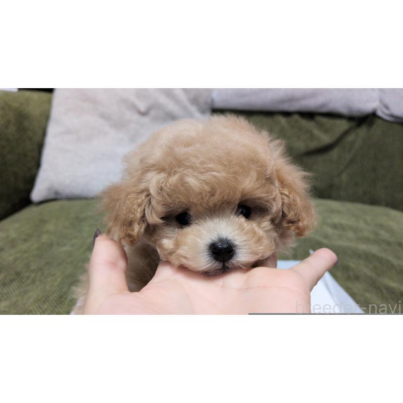 販売中の茨城県のティーカッププードル-427338の4枚目