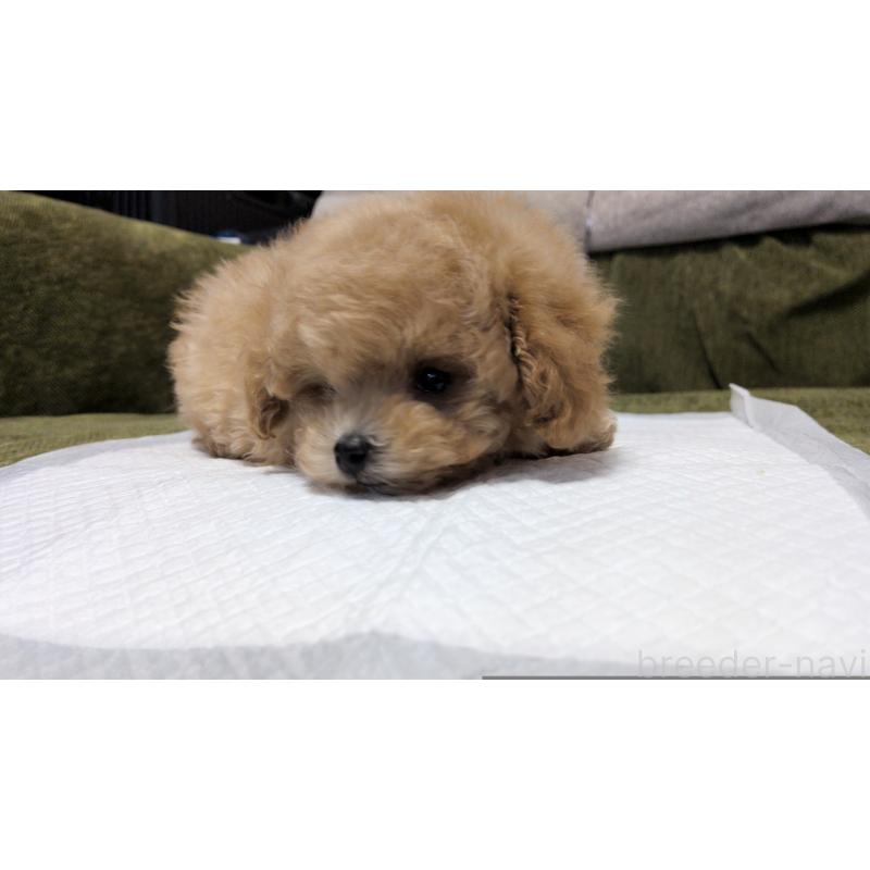 販売中の茨城県のティーカッププードル-427338の3枚目