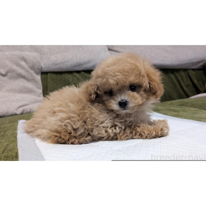 販売中の茨城県のティーカッププードル-427338の2枚目