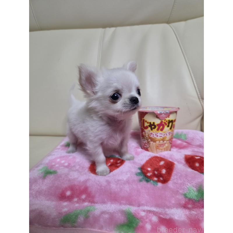 販売中の愛知県のチワワ(ロングコート)-427339の6枚目