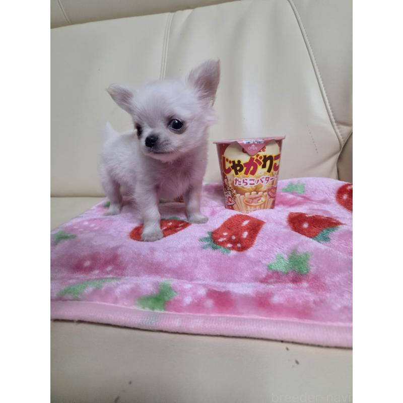 販売中の愛知県のチワワ(ロングコート)-427339の5枚目