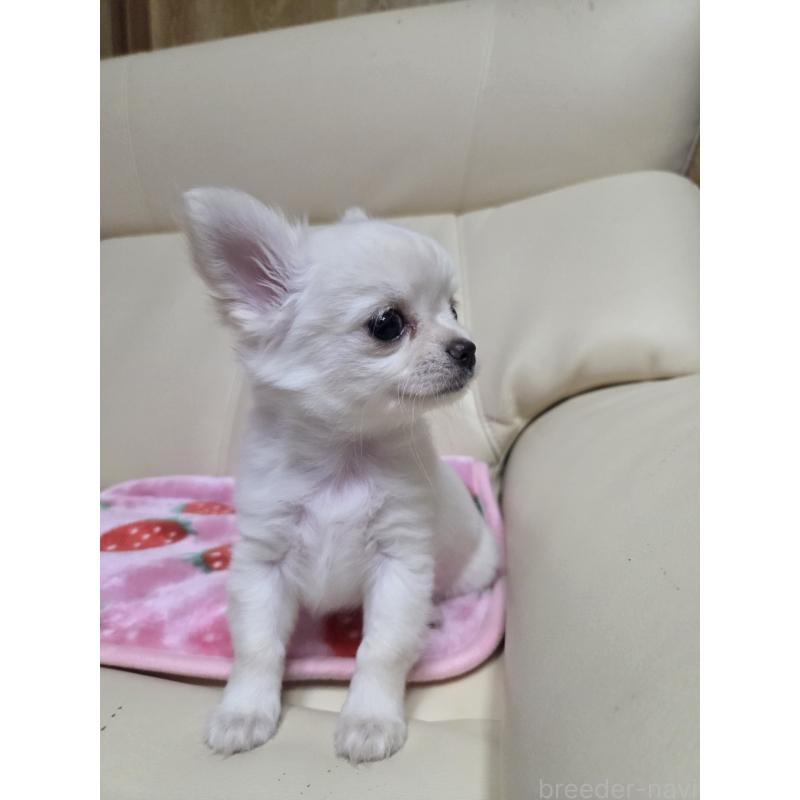 成約済の愛知県のチワワ(ロングコート)-423367の2枚目