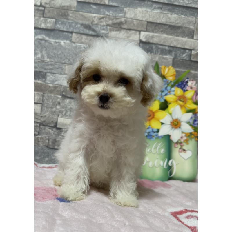 販売中の兵庫県のビションプー:ビションフリーゼ×トイプードル-422940