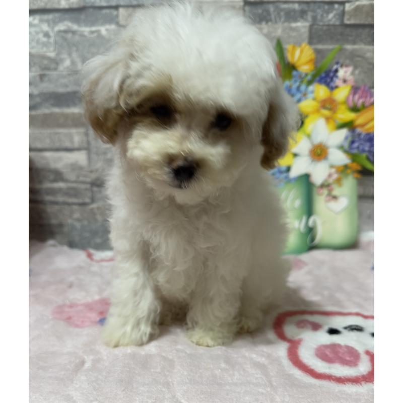 成約済の兵庫県のビションプー:ビションフリーゼ×トイプードル-422940の7枚目