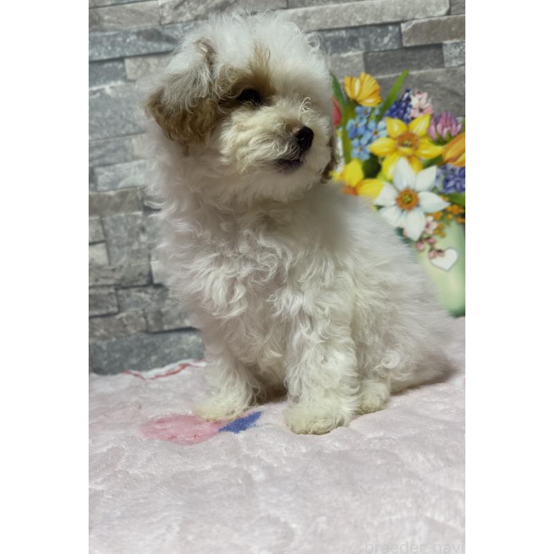 成約済の兵庫県のビションプー:ビションフリーゼ×トイプードル-422940の6枚目