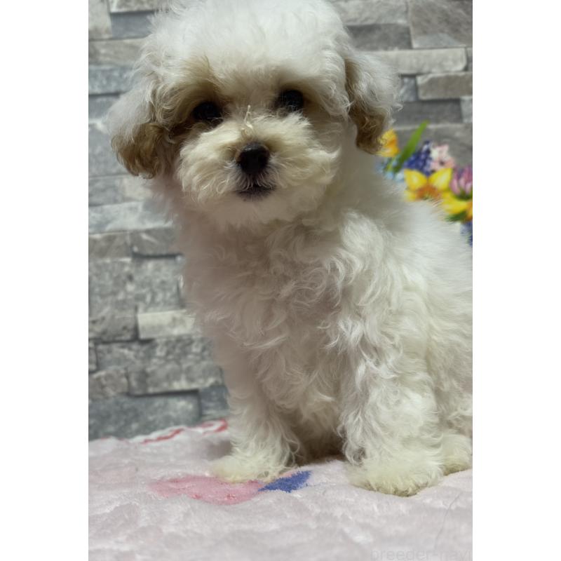 成約済の兵庫県のビションプー:ビションフリーゼ×トイプードル-422940の5枚目