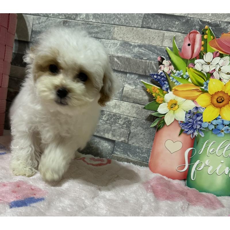 成約済の兵庫県のビションプー:ビションフリーゼ×トイプードル-422940の4枚目