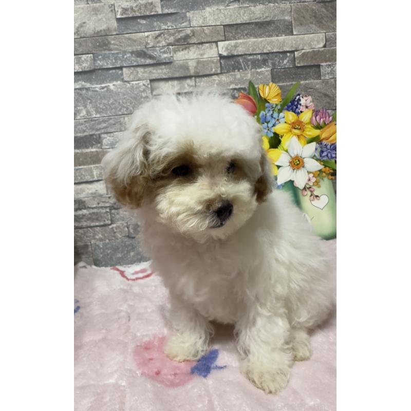 成約済の兵庫県のビションプー:ビションフリーゼ×トイプードル-422940の3枚目