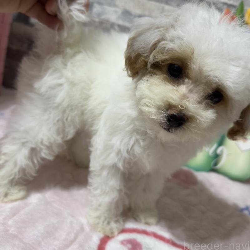 成約済の兵庫県のビションプー:ビションフリーゼ×トイプードル-422940の2枚目