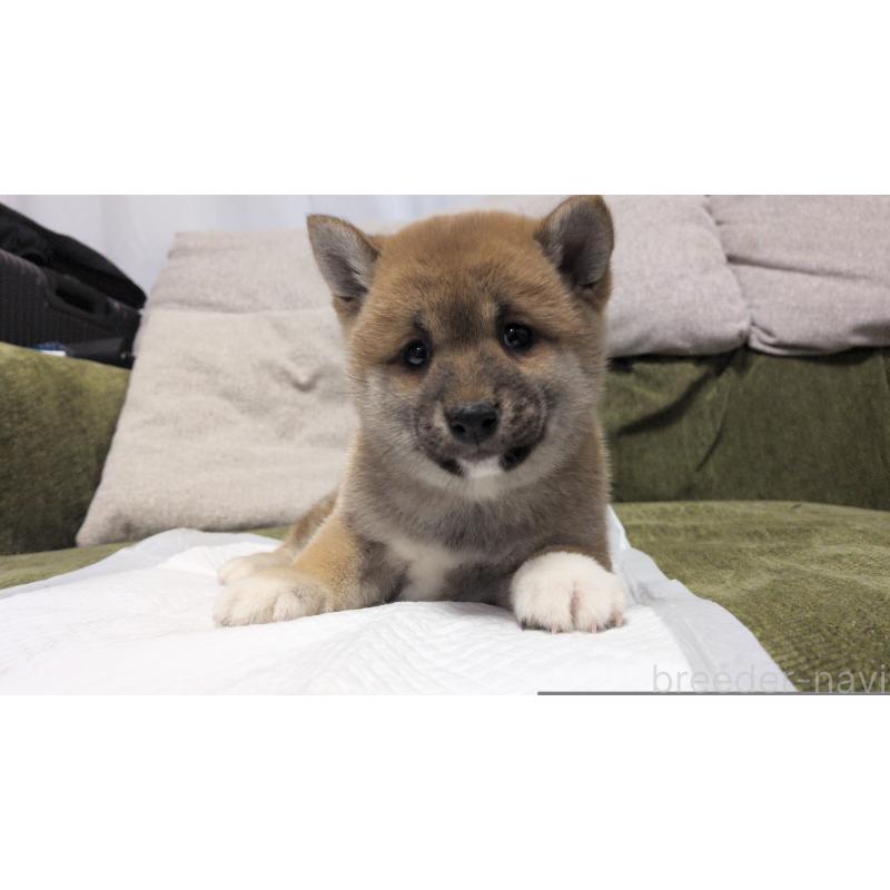 販売中の茨城県の柴犬-427340の8枚目