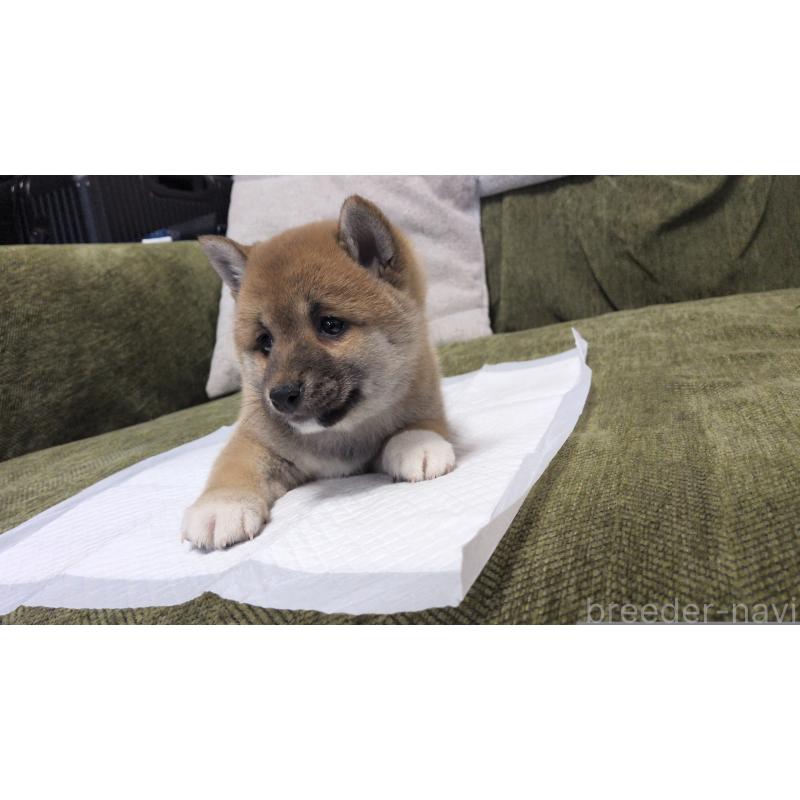 販売中の茨城県の柴犬-427340の7枚目