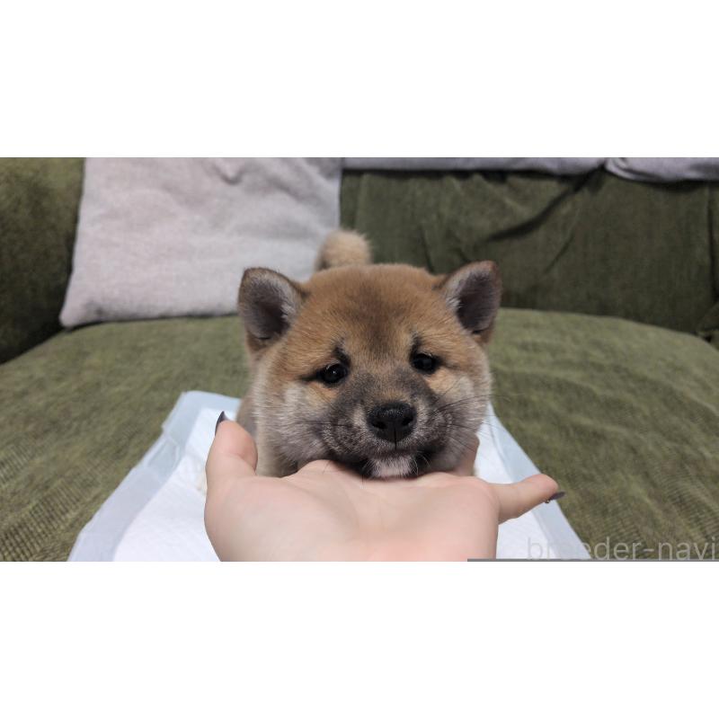 販売中の茨城県の柴犬-427340の6枚目