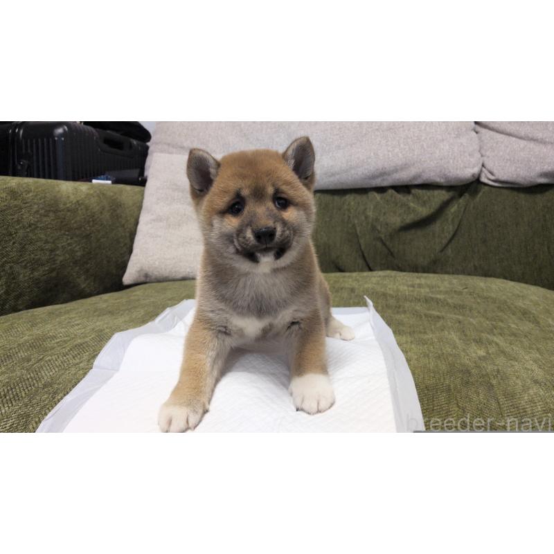 販売中の茨城県の柴犬-427340の5枚目