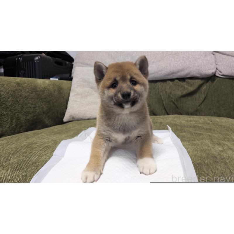 販売中の茨城県の柴犬-427340の4枚目