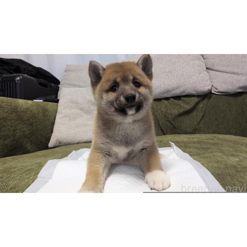 販売中の茨城県の柴犬-427340の3枚目