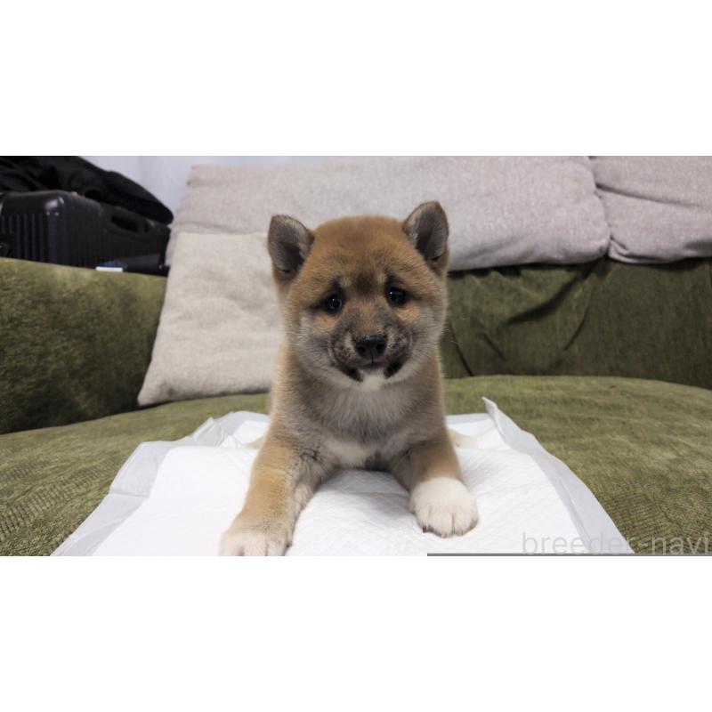 販売中の茨城県の柴犬-427340の2枚目