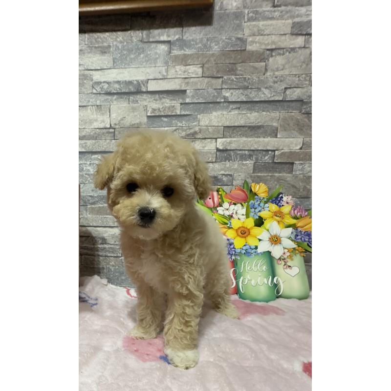 販売中の兵庫県のビションプー:ビションフリーゼ×トイプードル-422945