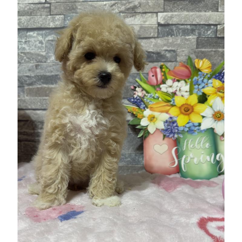 商談中の兵庫県のビションプー:ビションフリーゼ×トイプードル-422945の6枚目