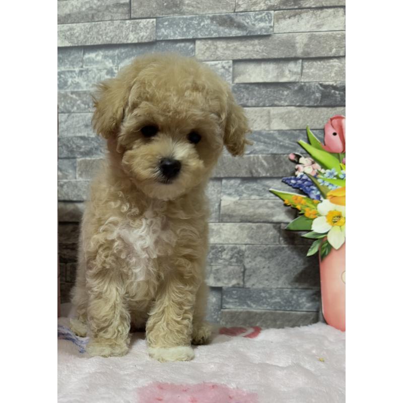 商談中の兵庫県のビションプー:ビションフリーゼ×トイプードル-422945の5枚目