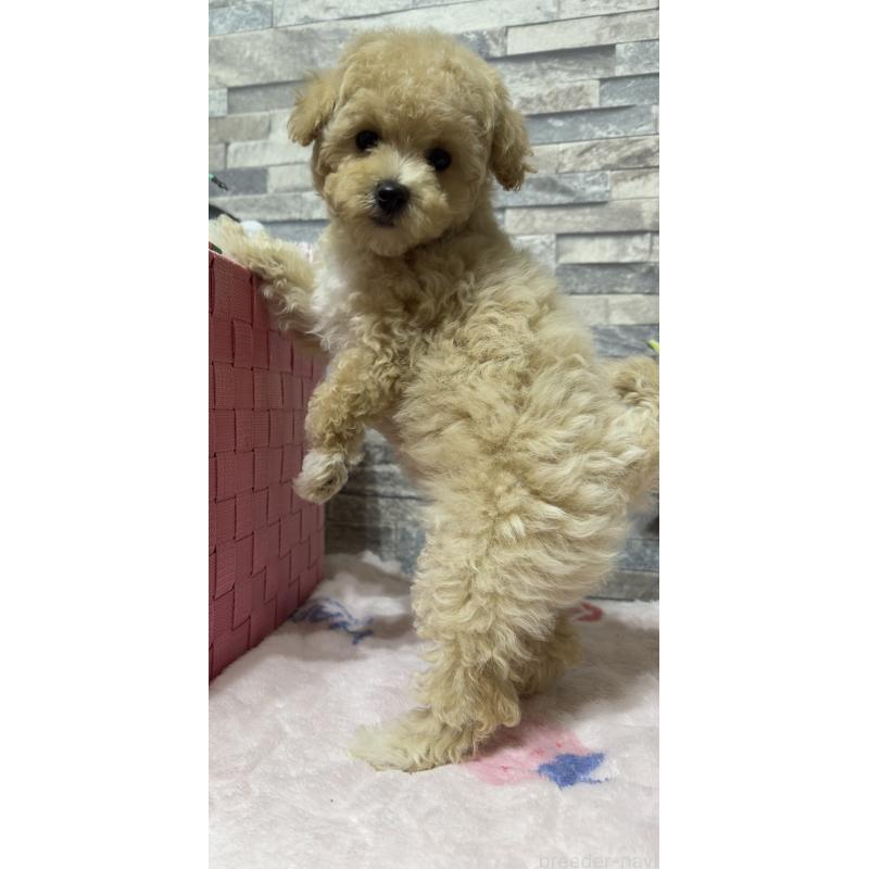 商談中の兵庫県のビションプー:ビションフリーゼ×トイプードル-422945の4枚目